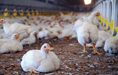 HOCL for Livestock and Poultry Production