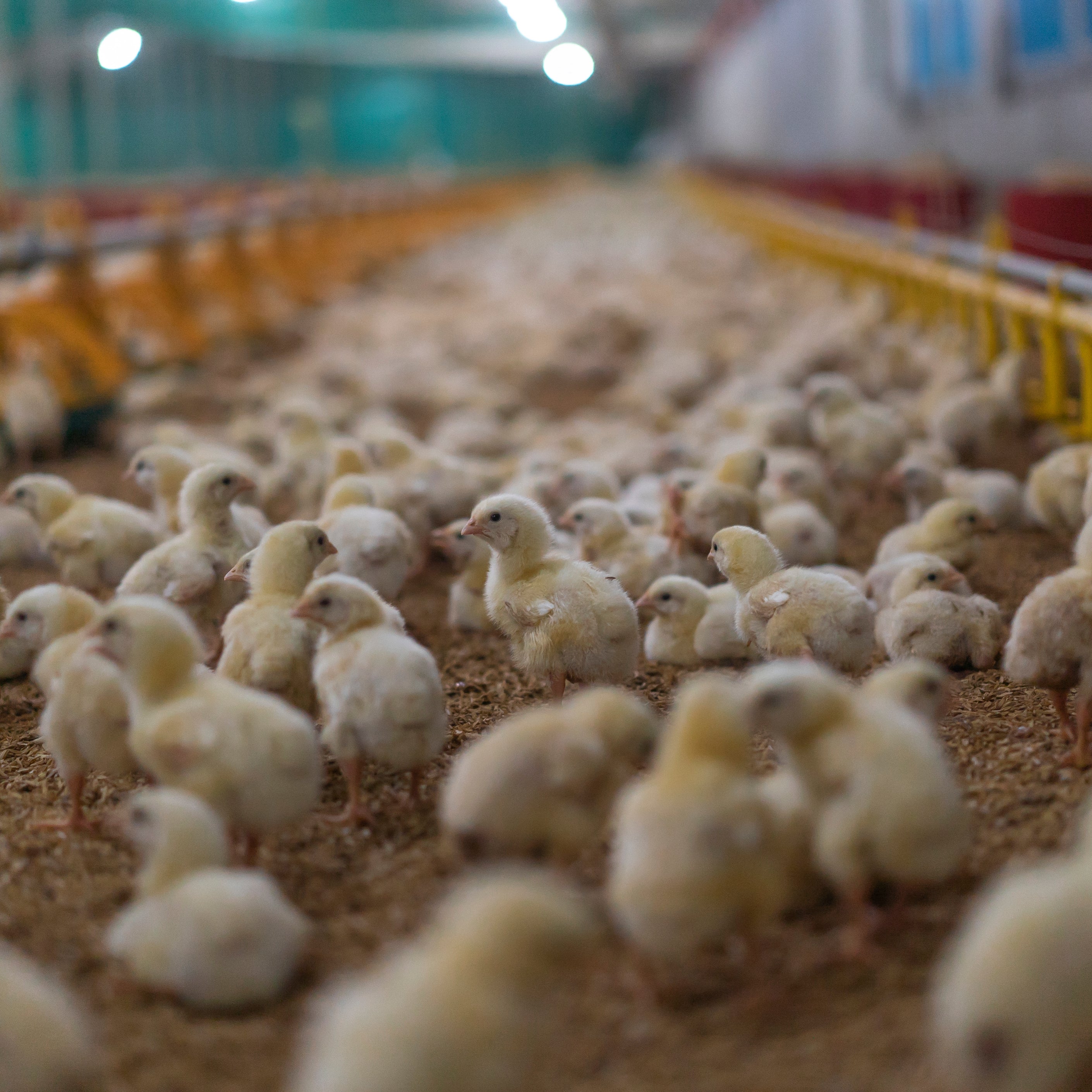 Service Wing Organic Solutions, LLC